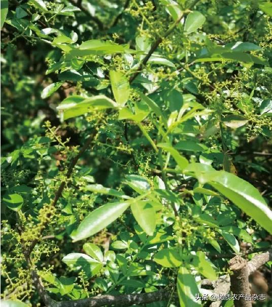 吹向大凉山深处的“韩流”——记四川凉山州则果村驻村第一书记韩川