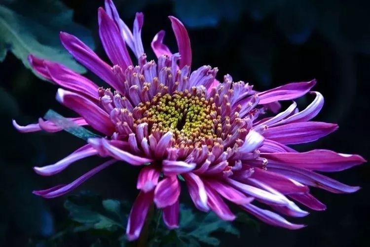 花中四君子菊花,花中四君子菊花的简介