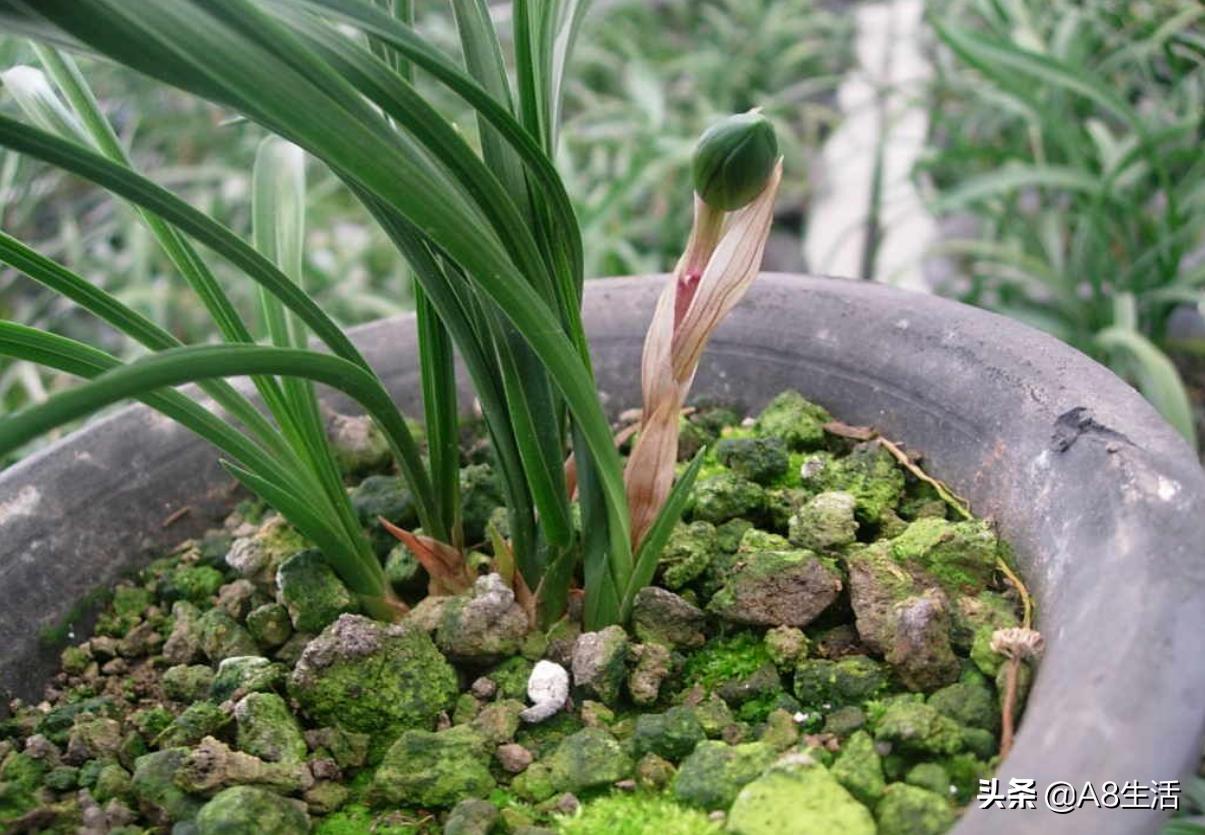 每日一品中国兰花春兰,每日一品完整视频