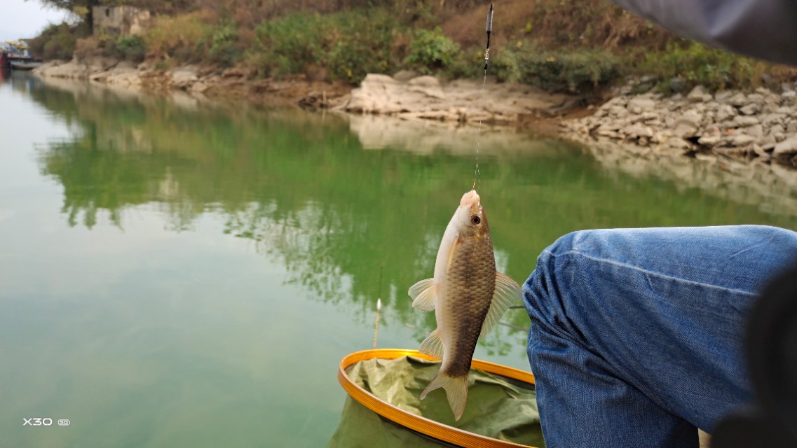 石鲮鱼在什么河水位置好钓,石鲮鱼在哪里钓