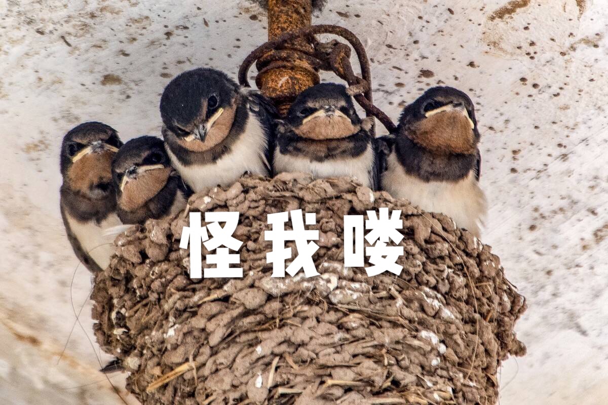 燕窝真的有传说中的那么神奇吗,燕窝的秘密大揭秘