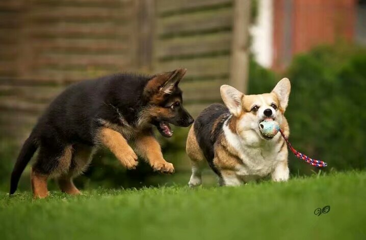 德国牧羊犬图片霸气大全集,德国牧羊犬图片精品