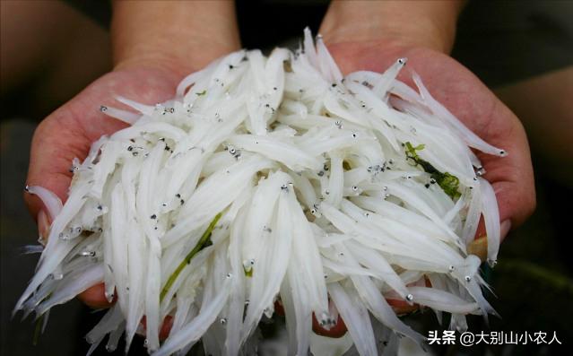 “面条鱼”之殇：鸭绿江边放流，全成了朝鲜的“嫁衣”？