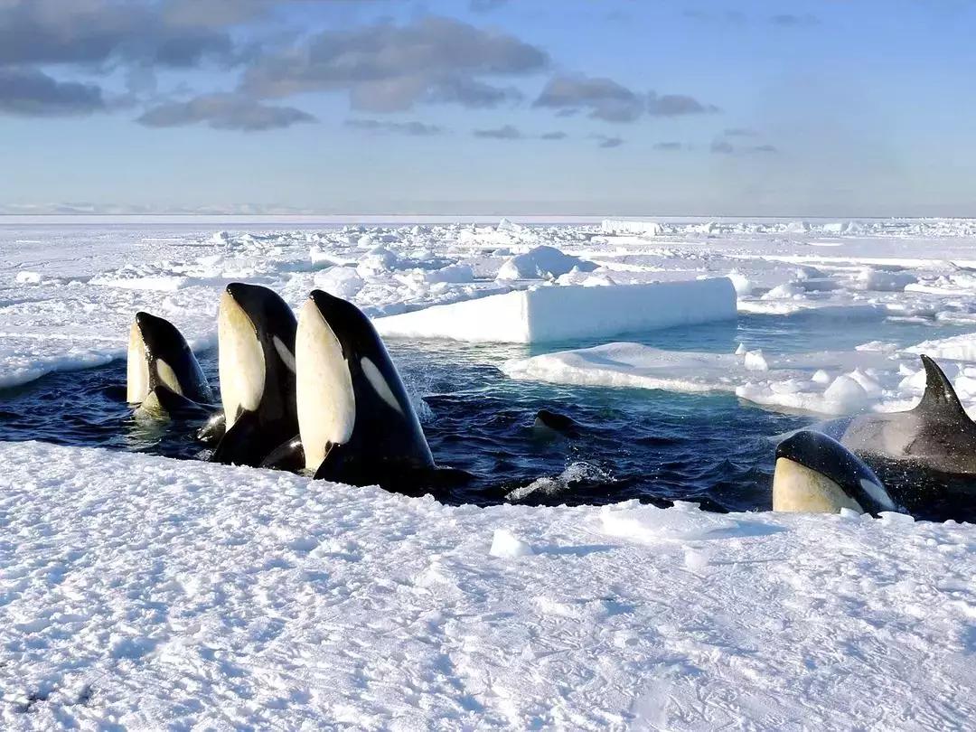 必看纪录片推荐建议收藏,推荐10部必看纪录片