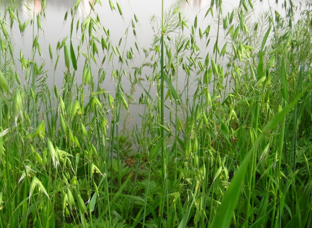 麦田杂草燕麦草,野燕麦危害麦田