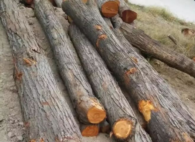 关于柴的来历,几种常用木材的区别