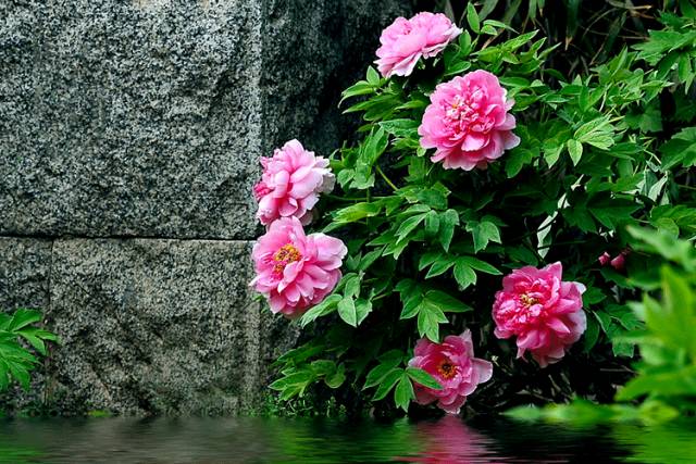 藏在古诗词里的谷雨节气,谷雨节气的古诗词视频