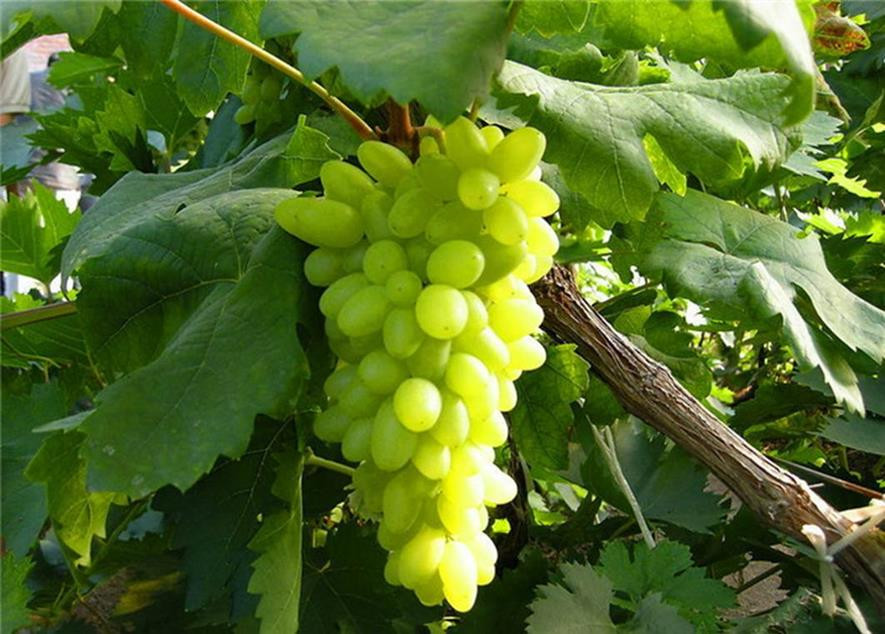 百种味道的果子,四季百种果子图片