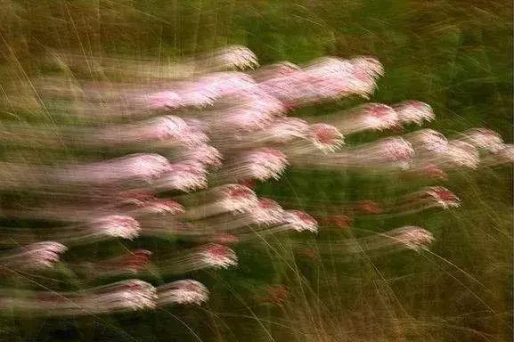 山西晋城析城山,极目胭粉遍草甸