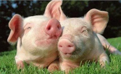 养猪变瘦,育肥猪不吃食一招解决方法