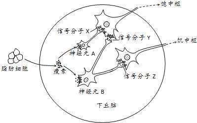 减肥平台期突破后是不是瘦得很快,减肥10斤后进入平台期怎么突破