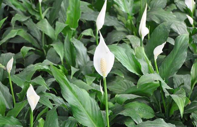 一帆风顺叶尖发黄？掌握5个小技巧，叶片翠绿，花苞蹭蹭窜