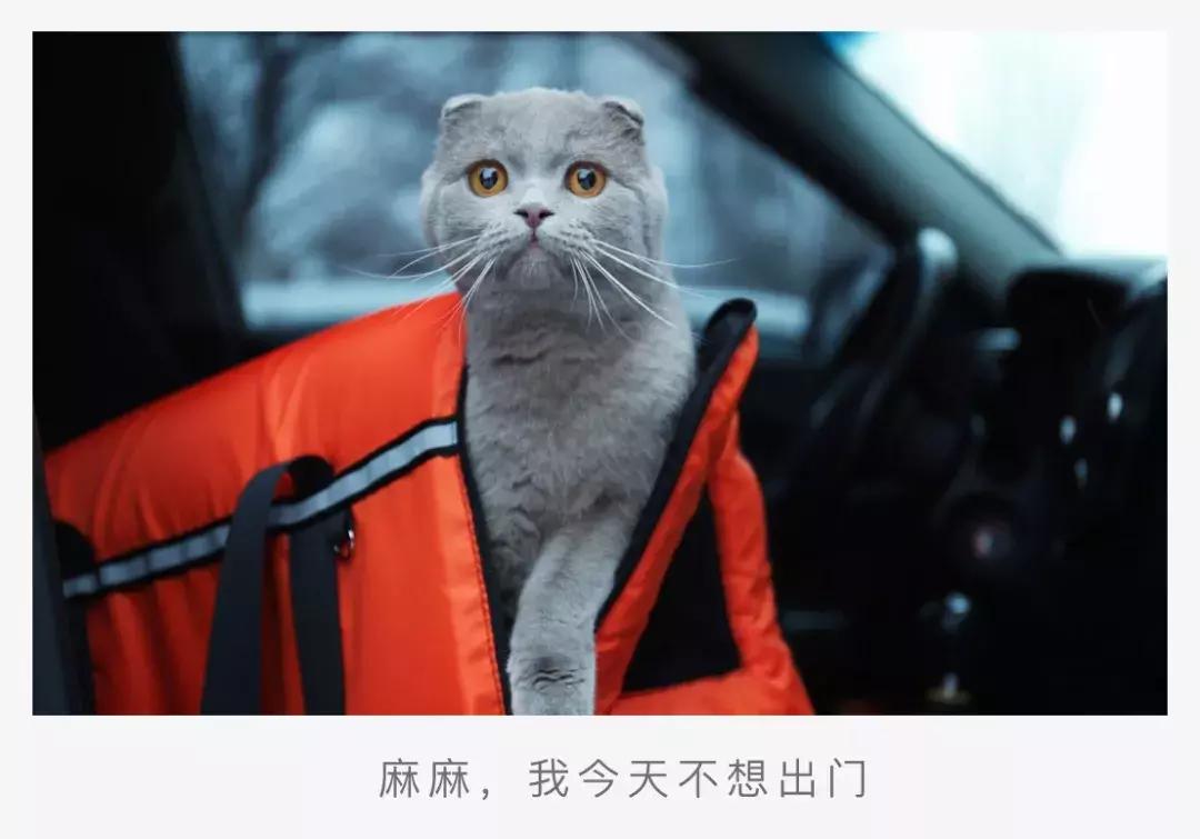 猫咪晕车我们应该如何应对？