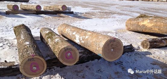 美国硬木干货价格,北美硬木排行