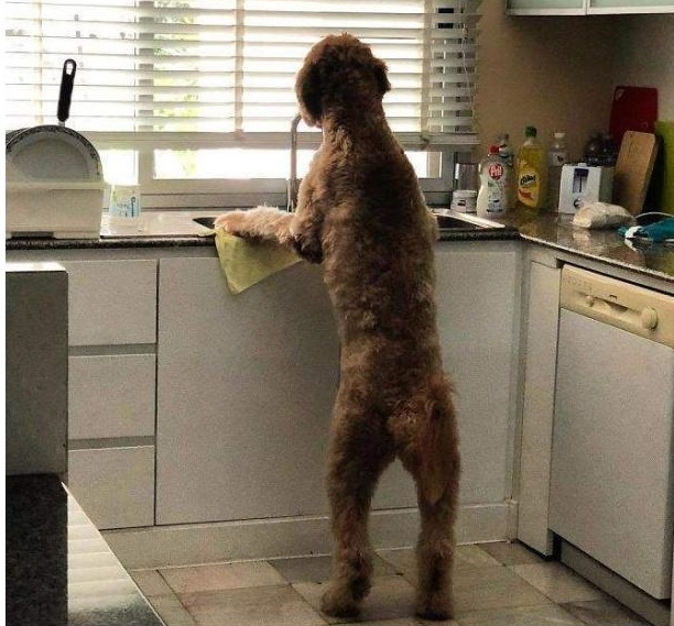 家里边养的巨型泰迪,养巨型泰迪什么体验最好