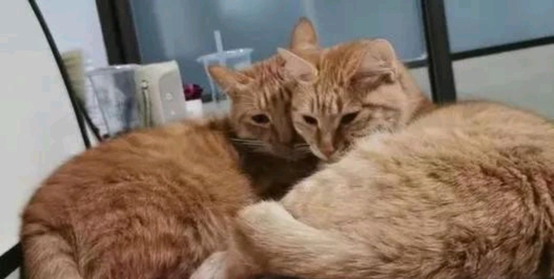 怎么预防人得猫癣,预防自己得猫癣