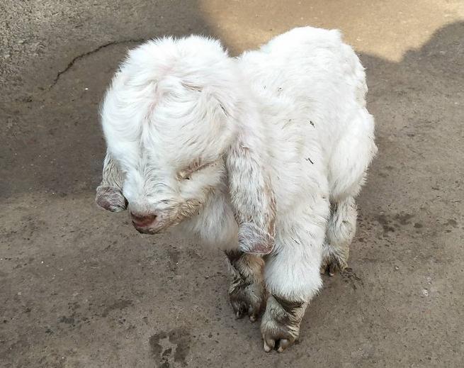 刚出生的小羊羔拉肚子怎么治疗,怎样预防刚出生的小羊羔拉稀