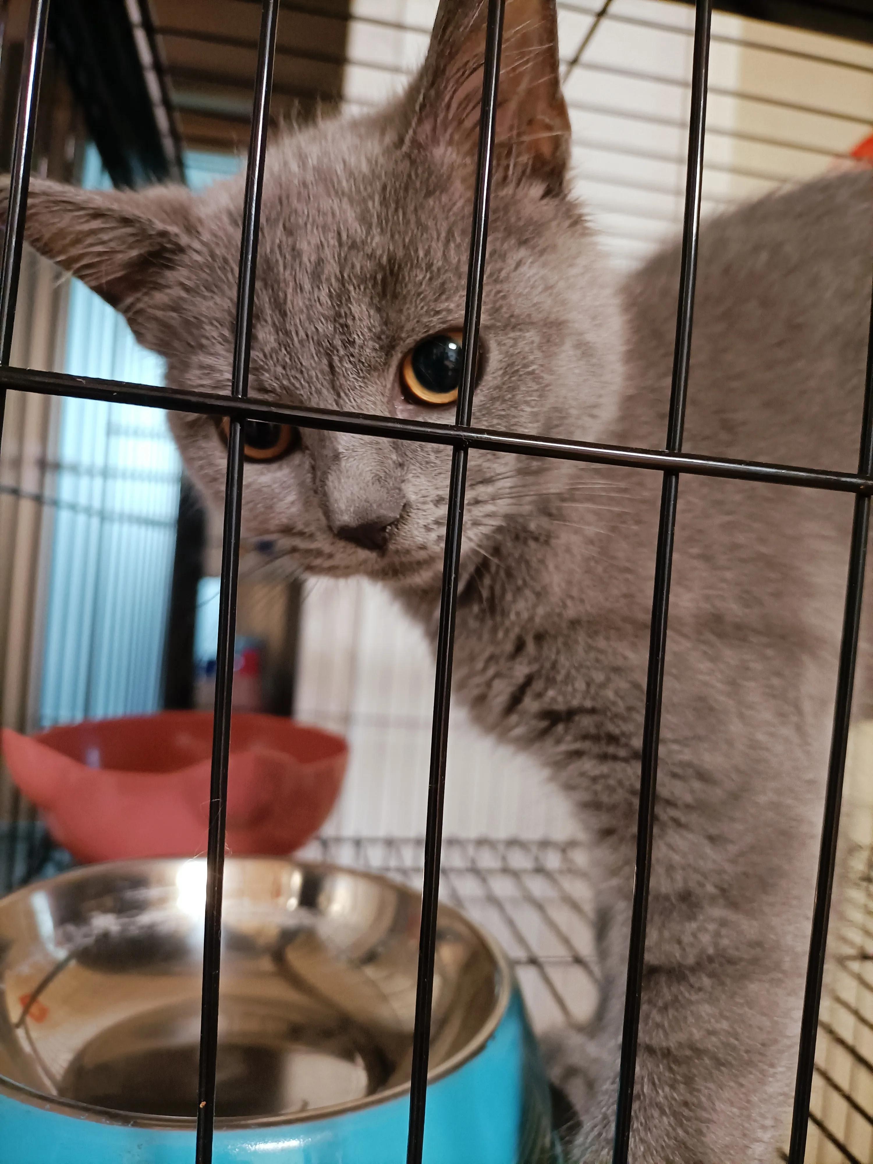 猫笼养等同虐待吗,可以养小猫咪吗