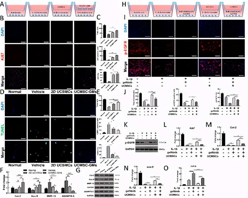 脐带血干细胞治疗膝关节怎么样,脐带间充质干细胞注射膝盖