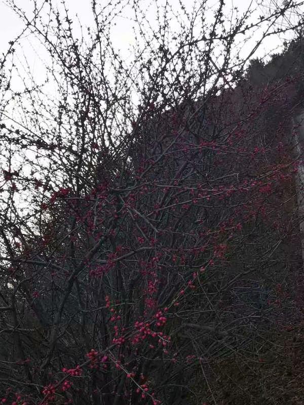 烟雨重游太平湖,重游太平古城游玩攻略