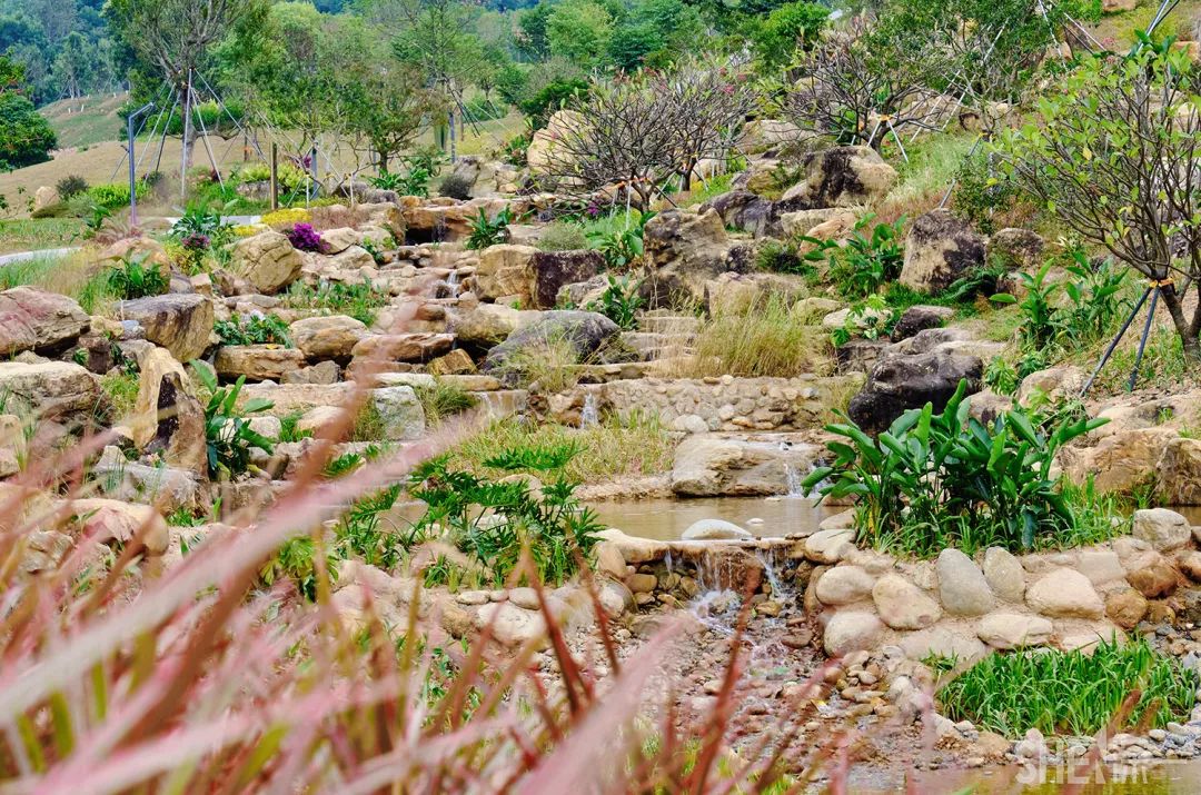 龙华新公园在哪里,深圳龙华区免费的公园
