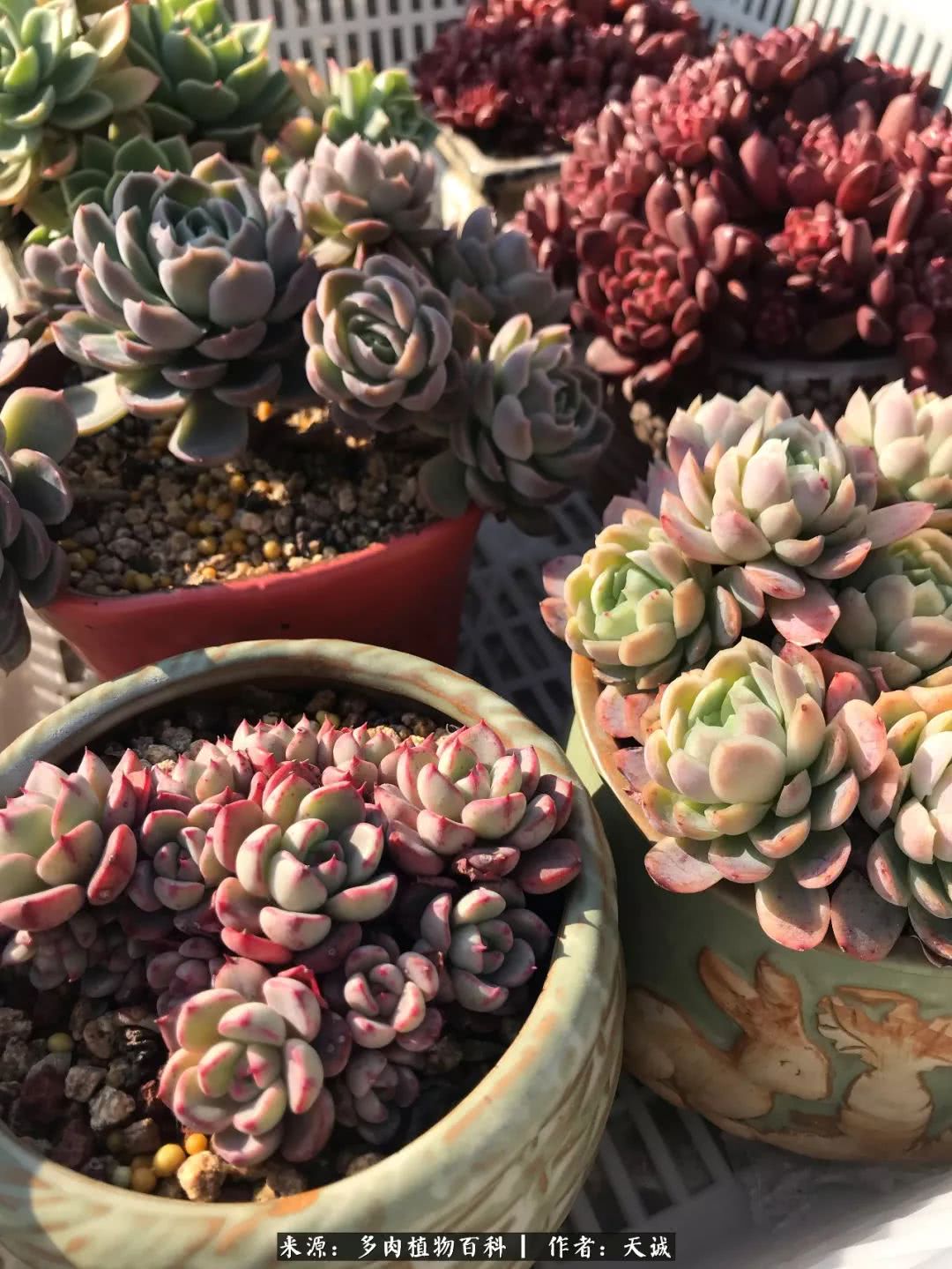 多肉从小养到大的过程,真爱的力量教程