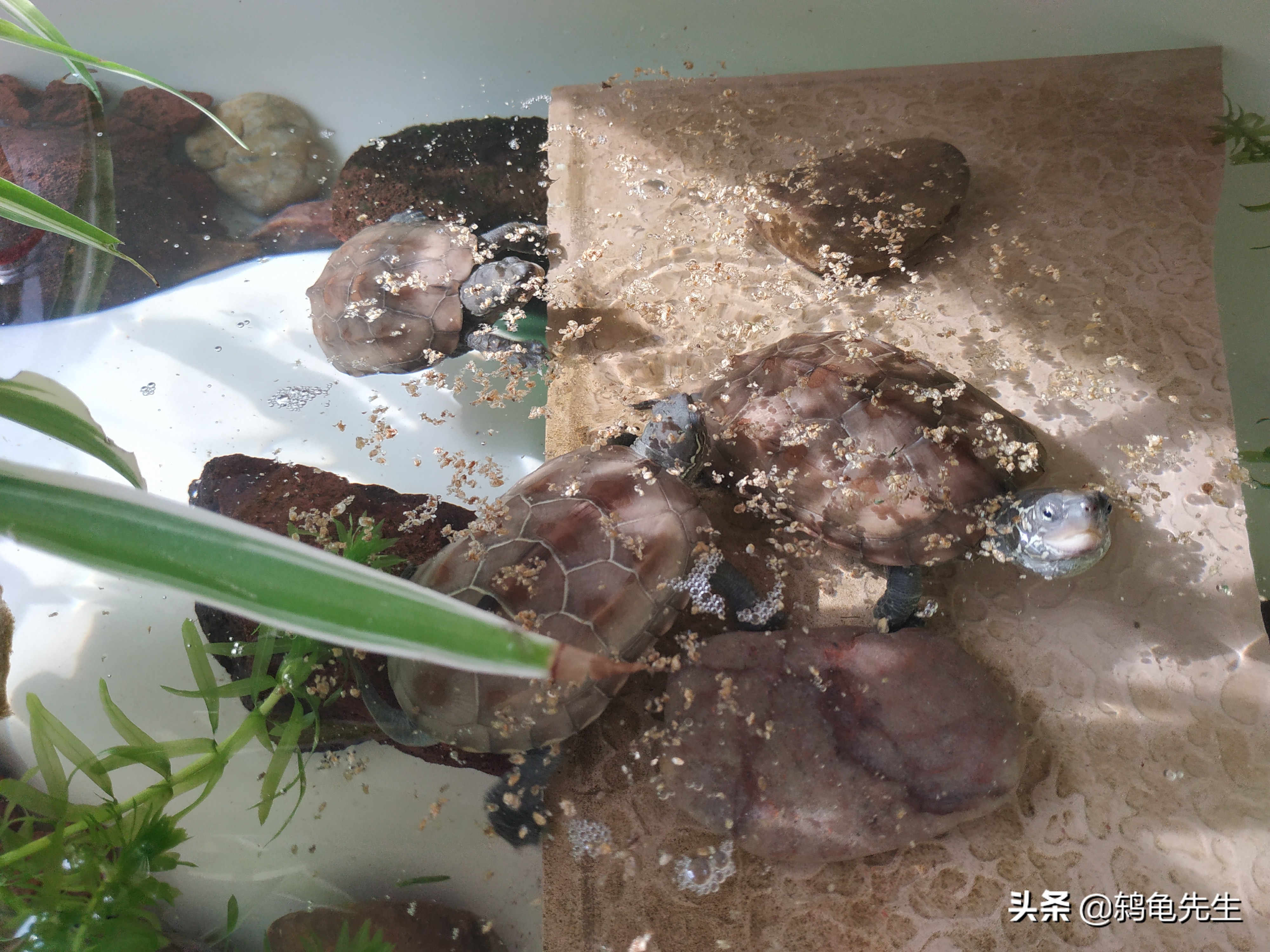 不易饲养的龟,为什么养殖场龟不易生病