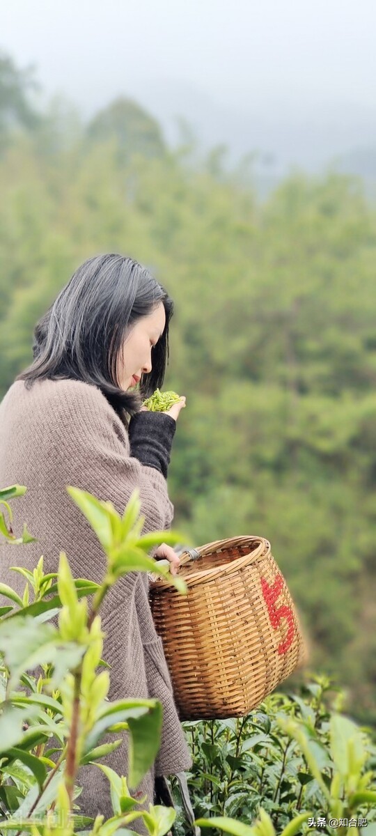 中国十大名茶在安徽的是哪三种,中国十大名茶安徽占五个