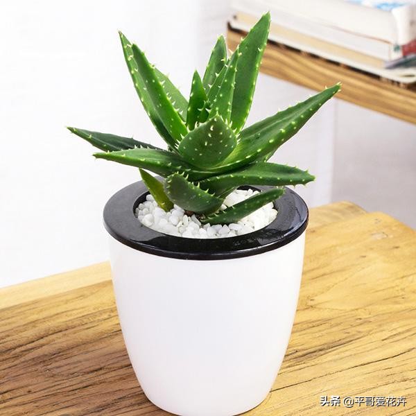 芦荟叶片干瘪怎么办,芦荟的养护技巧叶片干瘪巧处理