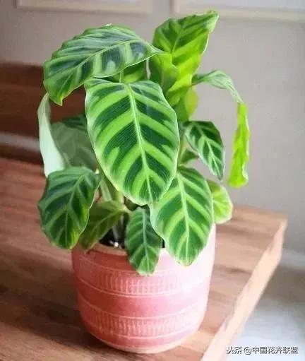 打翻了调色盘的花,打翻了调色盘的美景