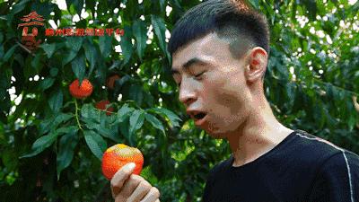 我不是孙悟空，但爱害羞的这个油桃是我的菜，颜值高，吃起还香甜