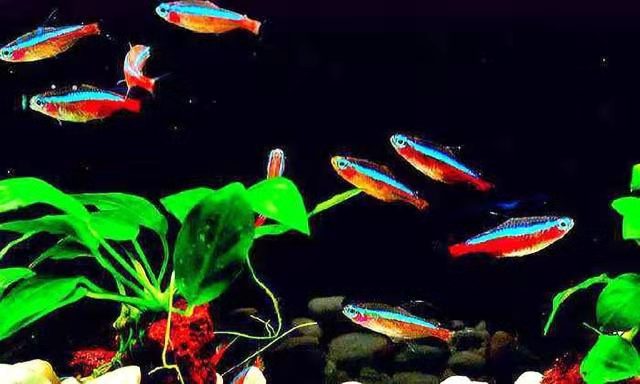 斗鱼鱼苗可以一起混养吗,泰国斗鱼可以和其他小型鱼混养吗
