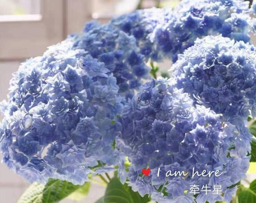 一加仑绣球长几年能长大,绣球扦插苗如何让其快速长大