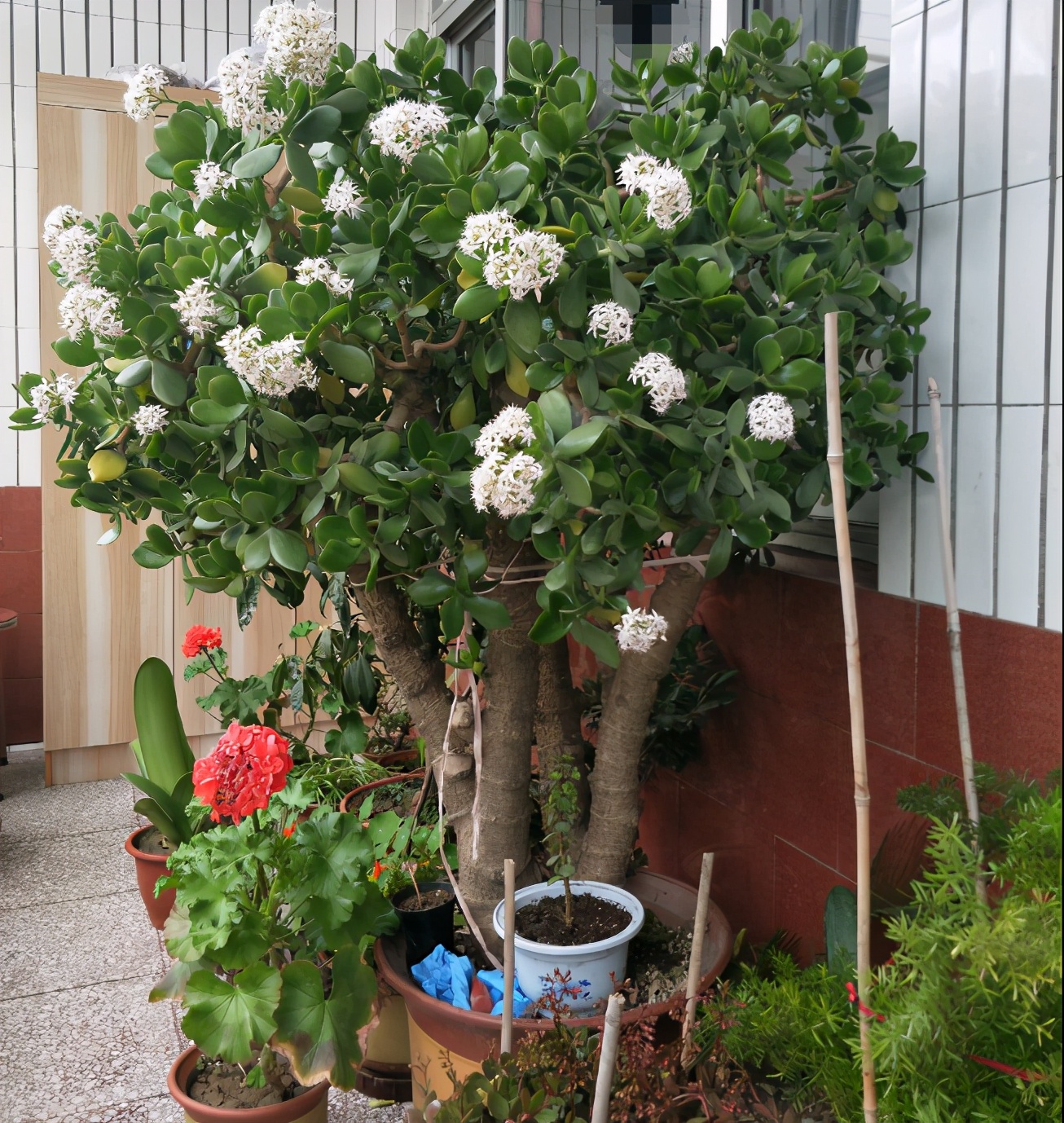 5种霸气花，个个“丑八怪”却吉利镇宅，丢在角落不管，一样爆棚