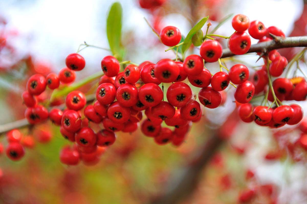 云南山里红色苦的野果,云南野生黄泡果几月熟