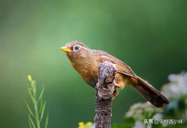 怎样辨别一款画眉鸟饲料的好坏,画眉鸟饲料的选择