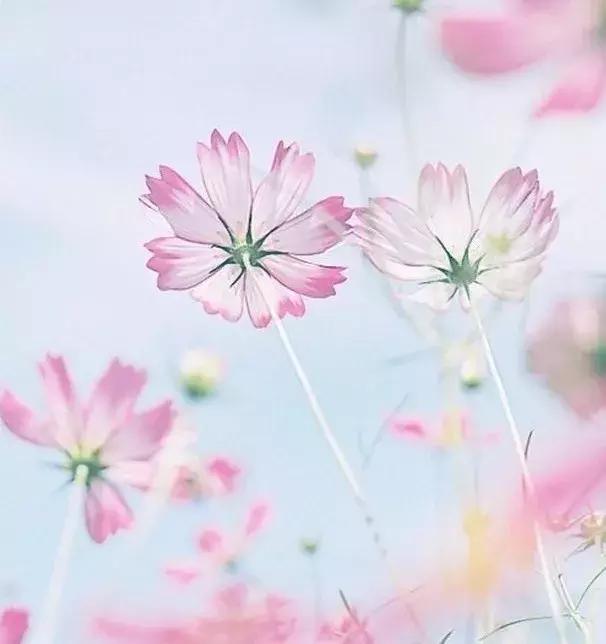 便宜好用老膏药,腰疼贴啥牌子膏药好便宜又好用