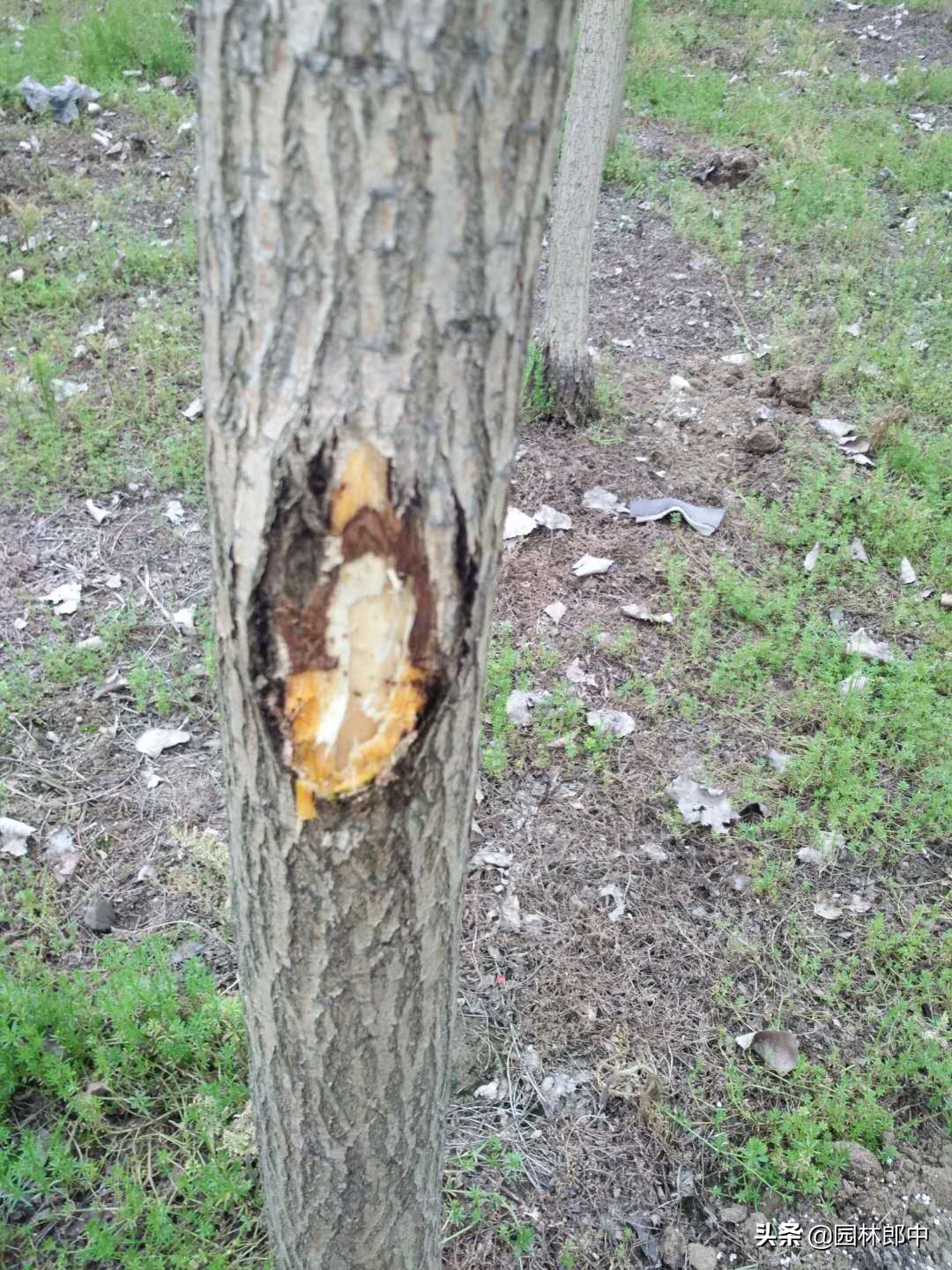 树干上长好多疙瘩怎么回事,国槐的树瘤子怎么治