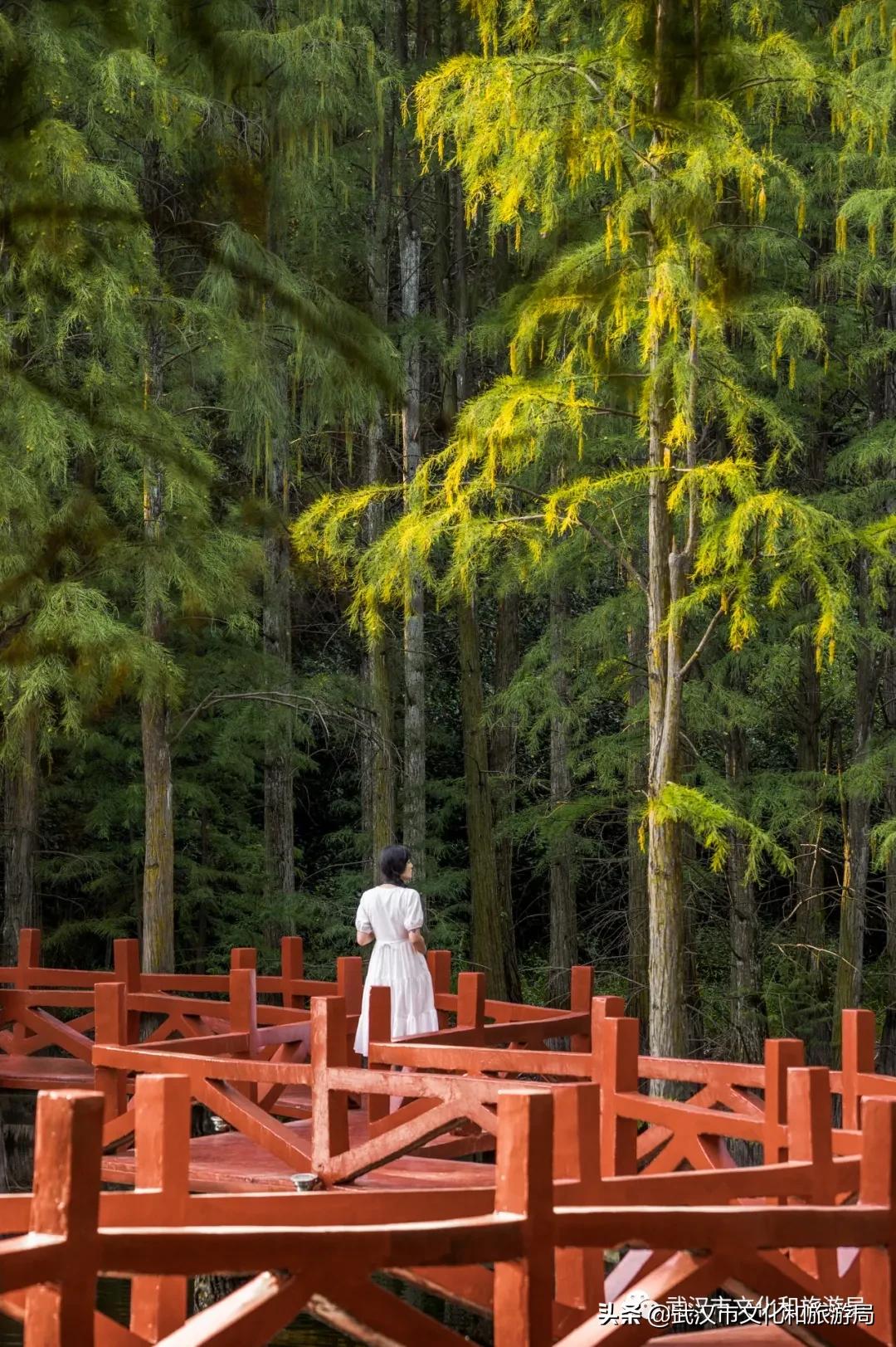 蔡甸区游玩,蔡甸在哪里