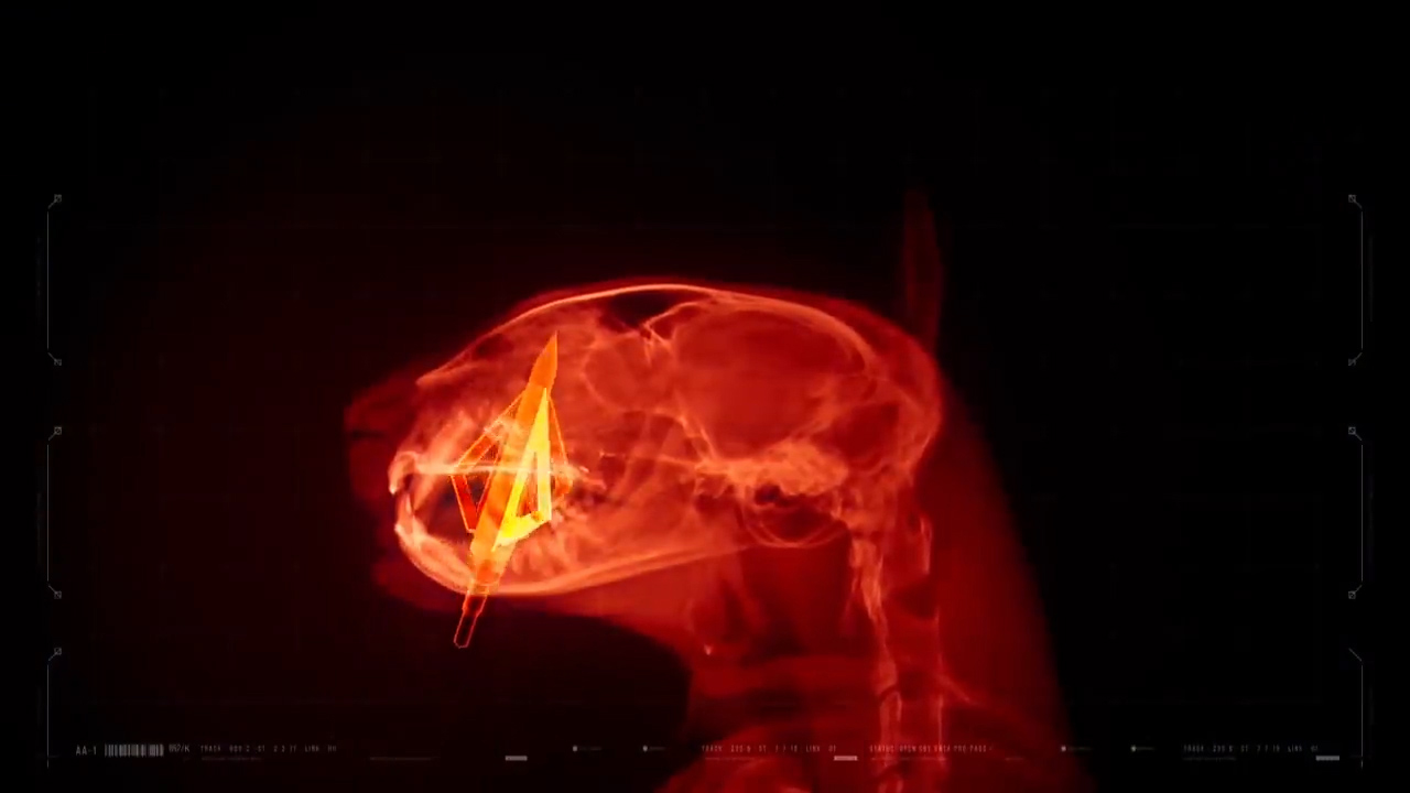 猫咪眼睛被大猫打瞎了,把猫咪当狙击枪玩视频