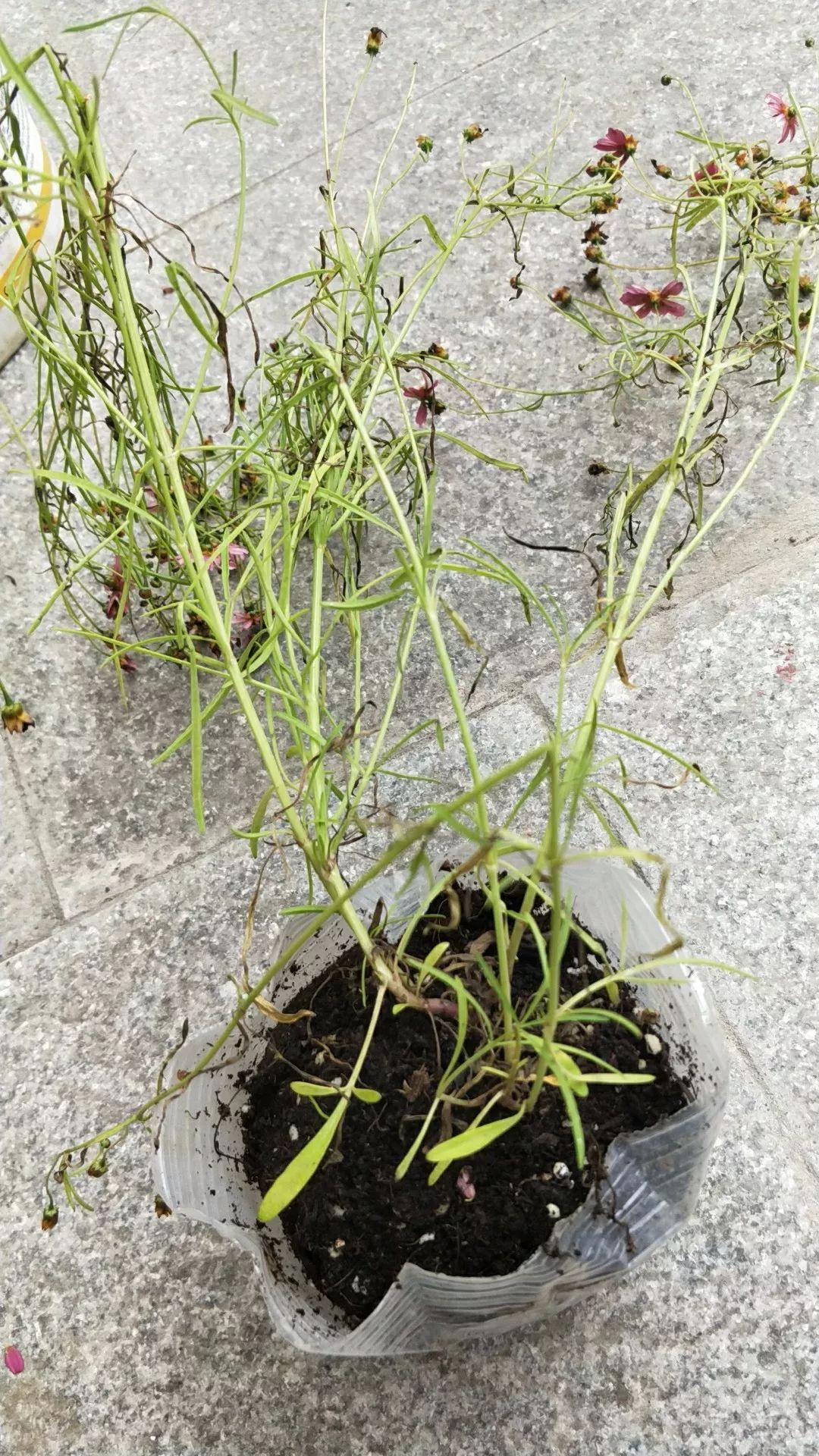 缓苗应该注意些什么,缓苗要注意什么