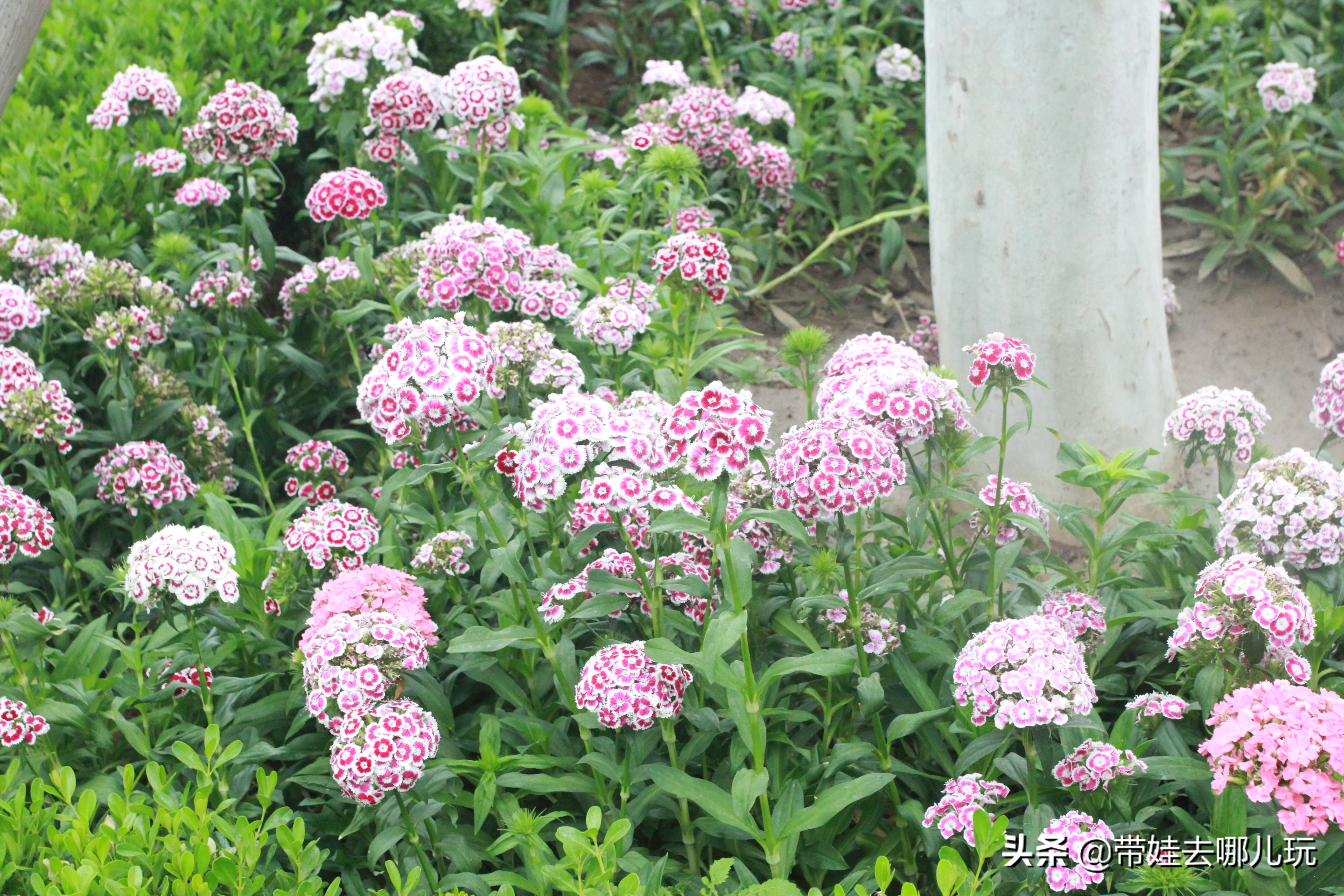 海德公园参观,北京的海德公园