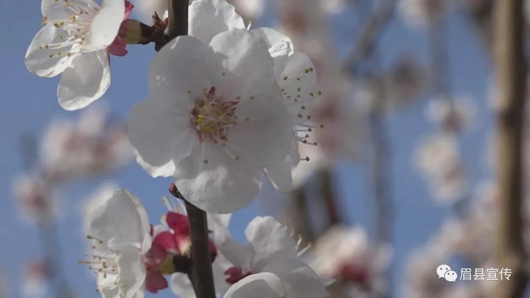 眉县花开的地方,眉县槐芽镇踏青赏花