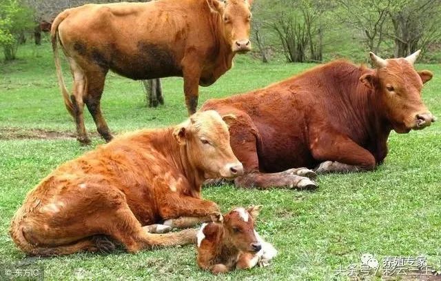 母牛不孕,母牛人工授精怎么选择只生小母牛