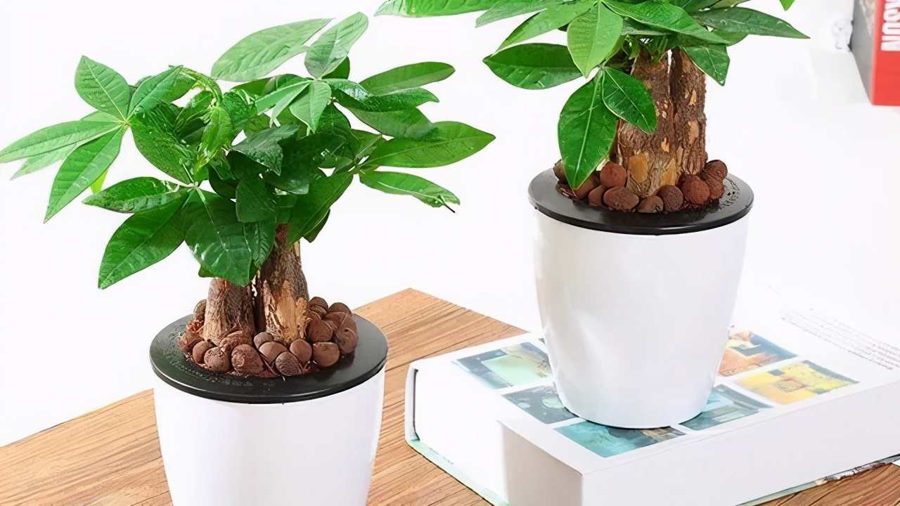 办公室室内盆栽品种有哪些,办公室寓意最好的十大盆栽