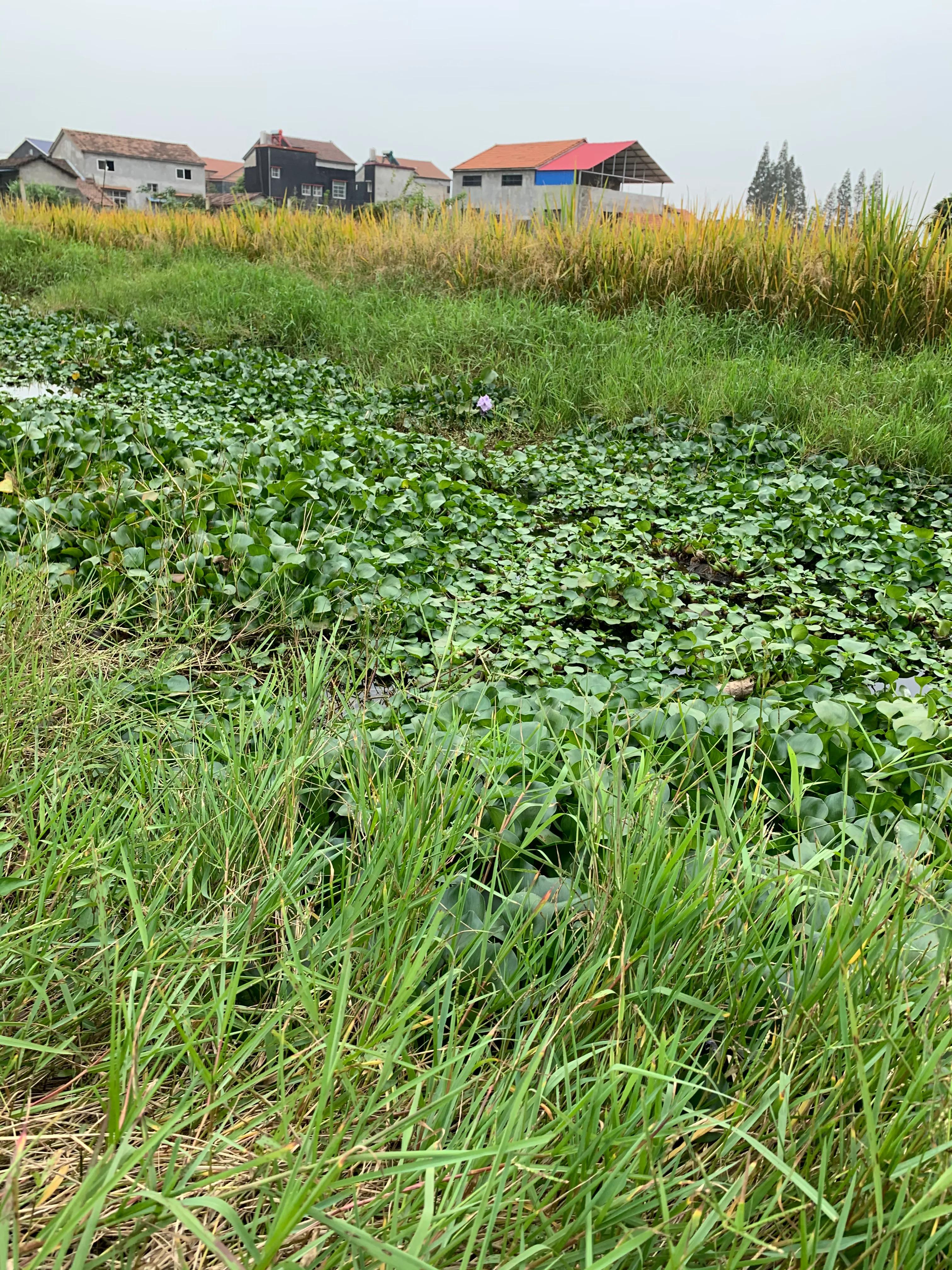 辟谣：谨防虾苗出洞死亡？投食之前先清理环沟里面老化挂脏的水草
