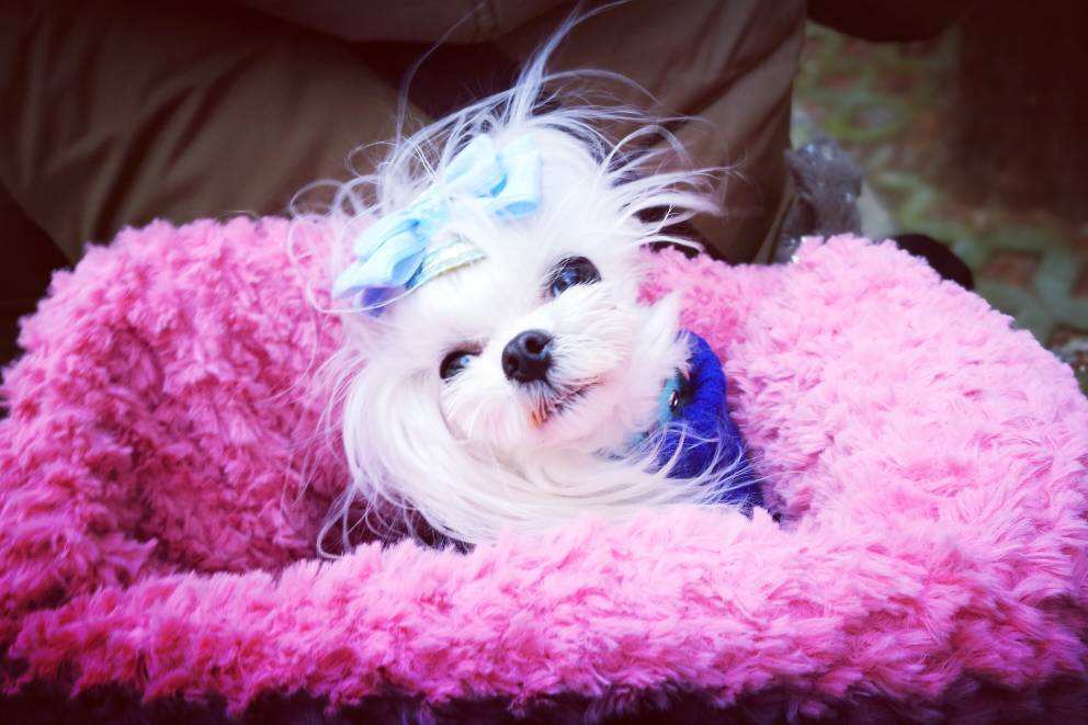 你是否也被小母狗第一次发情吓到手忙脚乱