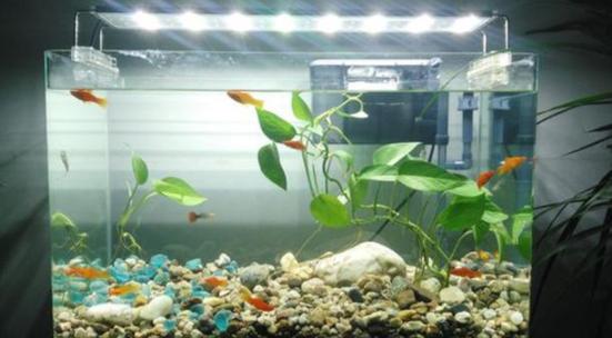 浴缸里种了一颗绿萝水质变好了,鱼缸上面养殖绿萝风水