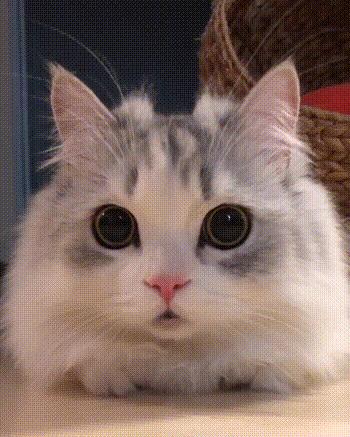 千万别惹俄罗斯猫，真实吓尿了