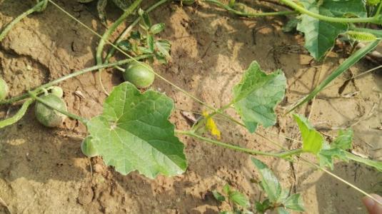 童年野果子,儿时的野果子总让人回味无穷